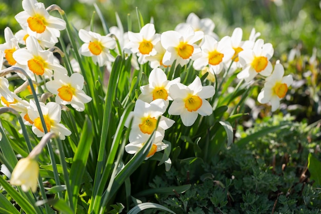 Lente bloemen narcissen bloeien in de tuin witte narcissus bloeien