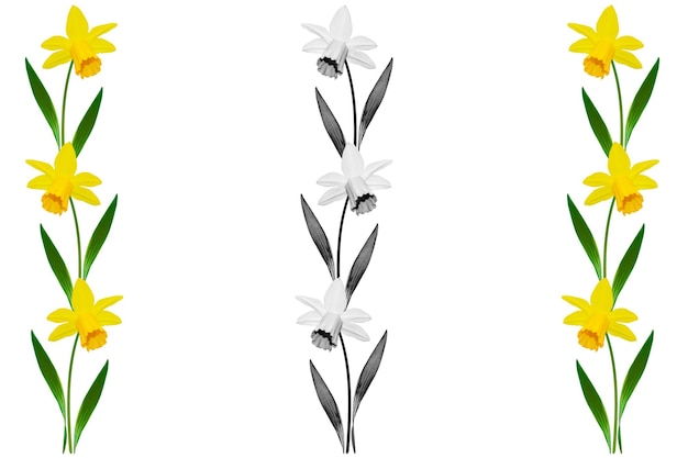 Lente bloemen narcissen geïsoleerd op witte achtergrond