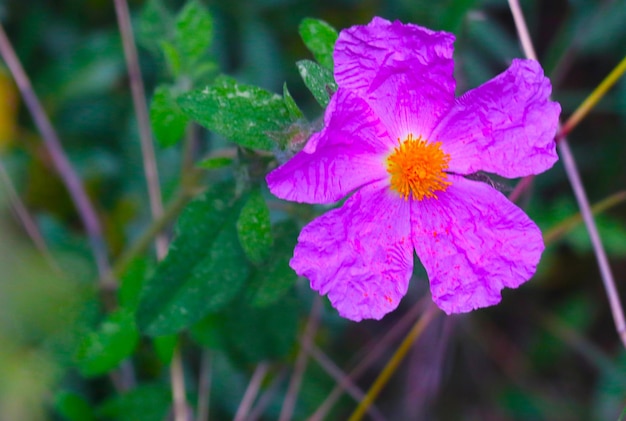 Lente bloemen. paarse vlam bloemen van phlox