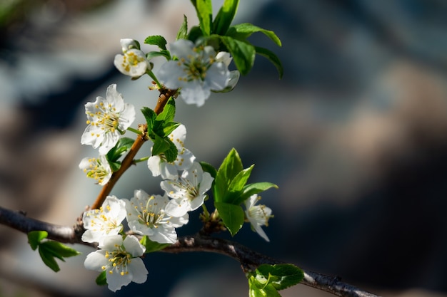 Lente bloemen. Prachtig bloeiende boomtak close-up.