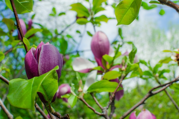 Lente bloemen. Prachtig bloeiende boomtak