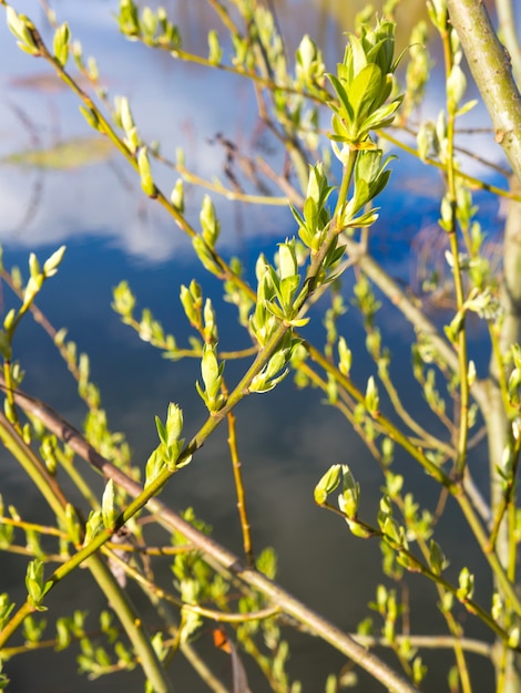 Lente, bloemen, prachtige bloemen, lentebloemen, paarse bloemen, groen gras, landschap