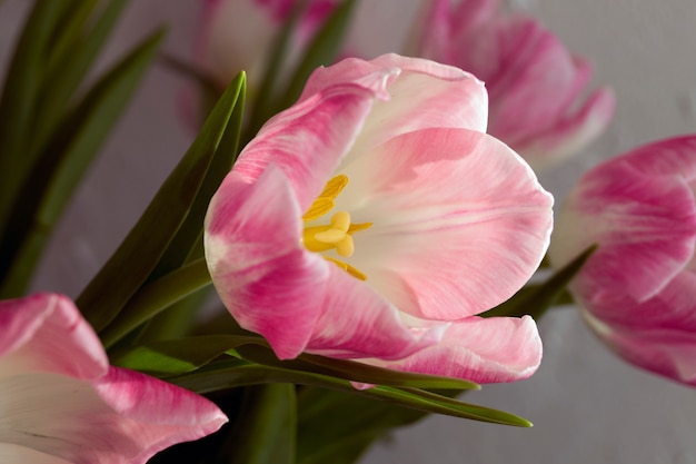 Lente bloemen. roze bloeiende tulpen close-up.