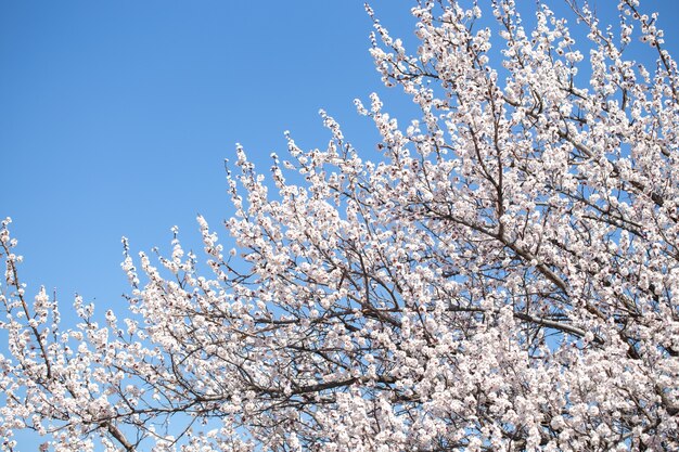 Lente bloemen. Takken van bloeiende abrikoos tegen de blauwe lucht. Witte bloesem. Lente achtergrond. Kersebloesem.