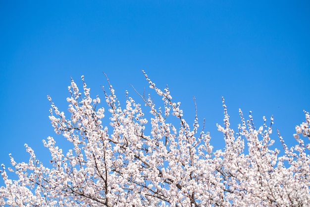 Lente bloemen. Takken van bloeiende abrikoos tegen de blauwe lucht. Witte bloesem. Lente achtergrond. Kersebloesem.