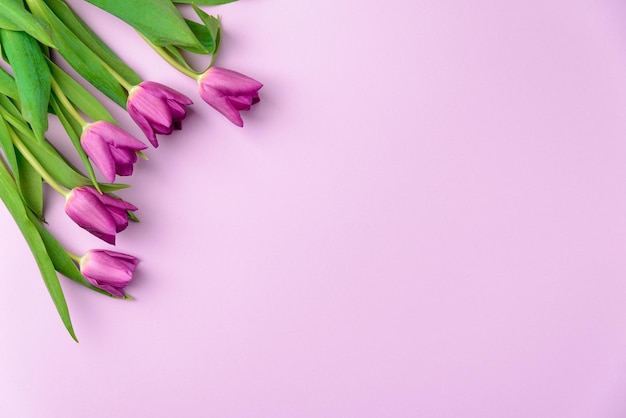 Lente bloemen tulpen in paarse kleur feestelijke paarse achtergrond