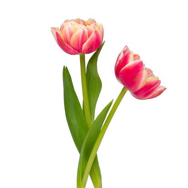 Lente bloemen tulpen op pastel kleuren achtergrond wenskaart retro vintage stijl moederdag pasen wenskaart