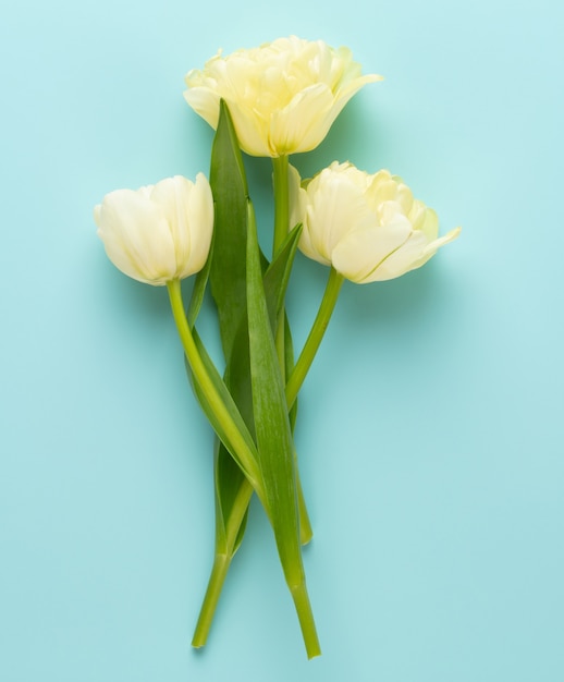 Lente bloemen tulpen op pastel kleuren achtergrond.