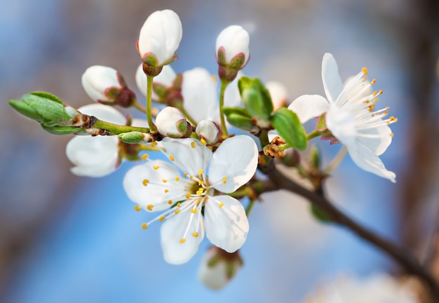 Lente bloemen