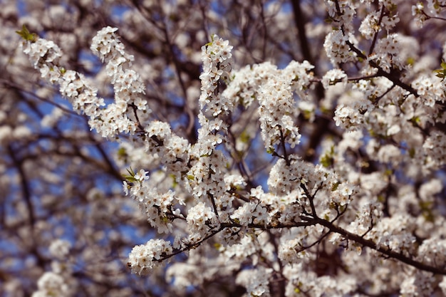 Lente bloemen .