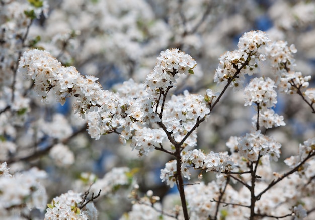 Lente bloemen