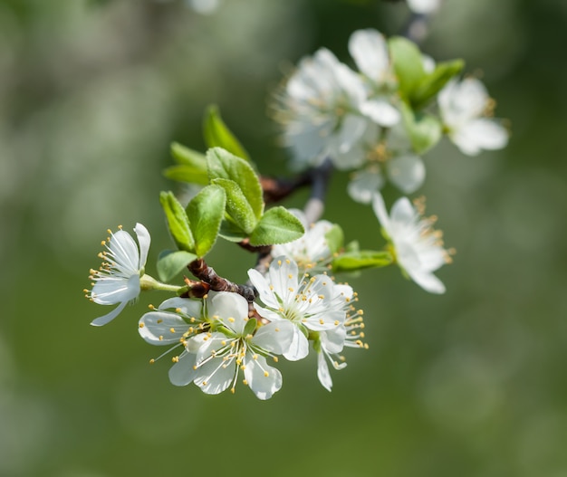 Lente bloemen