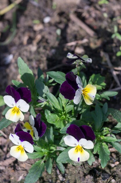 Foto lente bloemen