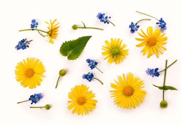 Lente bloemhoofdjes gele madeliefjes en hyacinten geïsoleerd op wit geïsoleerd