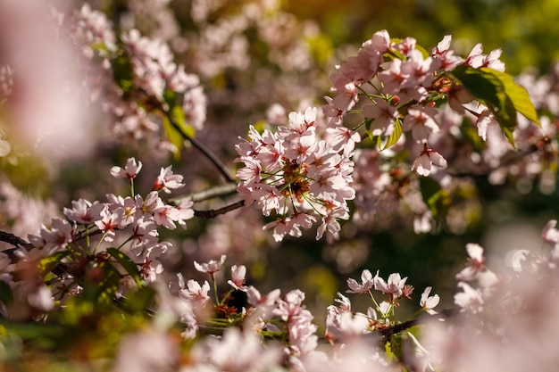 Lente bloesem achtergrond. Prachtige natuurscène van bloeiende boom. Roze bloemen op de takken.