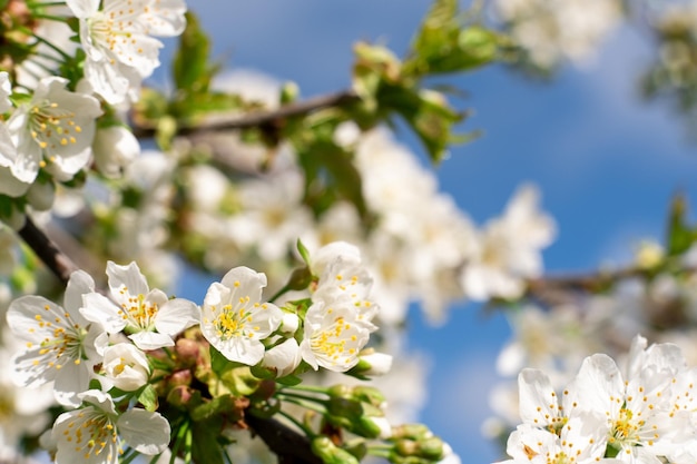 Lente bloesem bloeiende boom natuur schoonheid