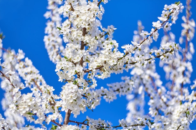 Lente bloesem kersen pruimenboom met witte bloemen op blauwe hemelachtergrond