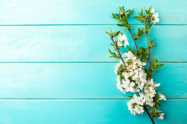 Lente bloesem kersen takken op blauwe houten achtergrond.