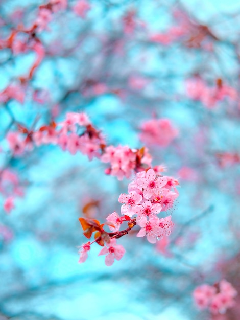 Foto lente bloesem tederheid. heldere bloemen van kersenpruimenboom op achtergrond van blauwe hemel. cyaan roze kleurcontrast