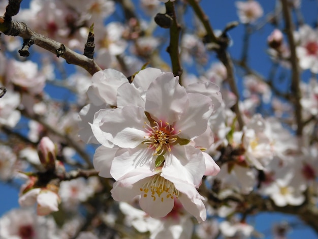 Foto lente bloesem