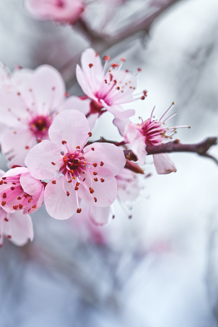 Foto lente bloesems