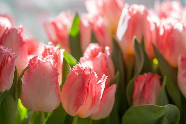 Lente boeket. mooi groot boeket roze tulpen, zonnige dag