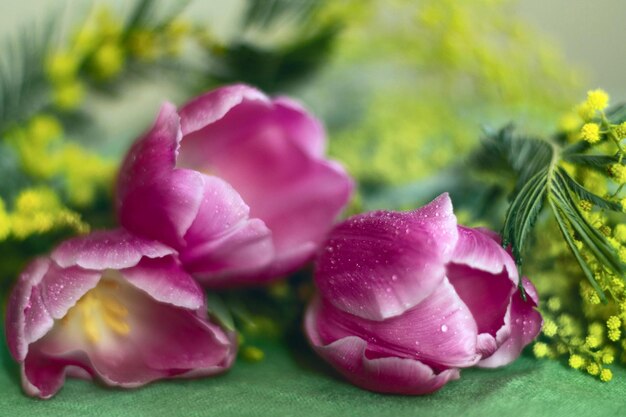 Foto lente boeket van tulpen en mimosa kaart voor 14 februari liefde en vrede valentijnsdag 8 maart bruiloft verjaardag moedersdag wazige achtergrond bokeh