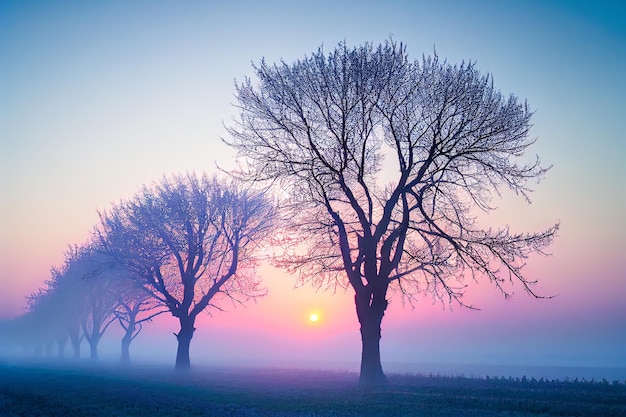 Lente bomen in de mist in de ochtendzon 3d illustratie Generatieve AI