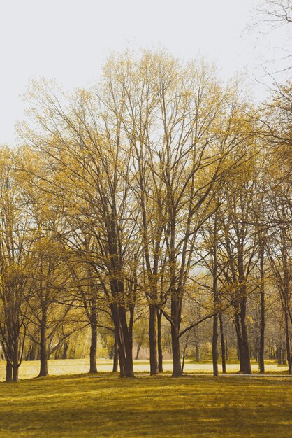 Lente bomen in het park