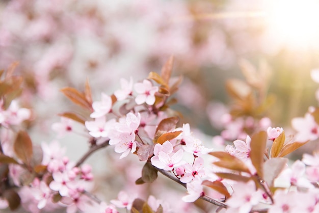 Lente boom met roze bloemen. voorjaarsborder of achtergrondkunst met roze bloesem. prachtige natuur