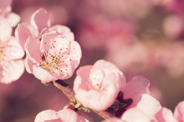 Lente boom met roze bloemen