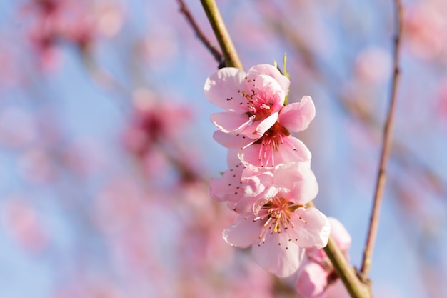 Lente boom met roze bloemen