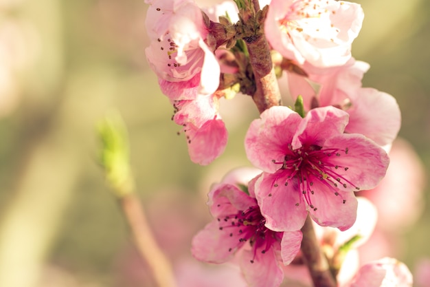 Lente boom met roze bloemen