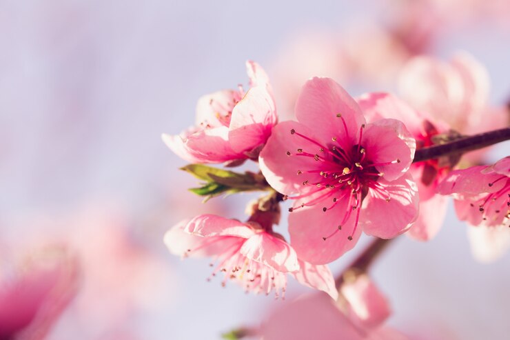 Foto lente boom met roze bloemen