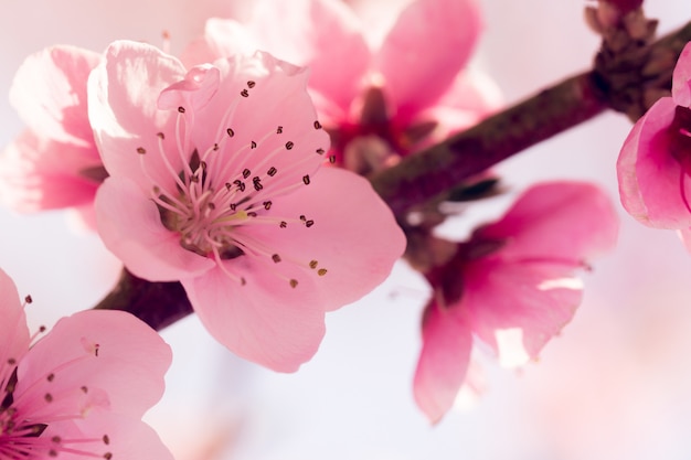 Lente boom met roze bloemen