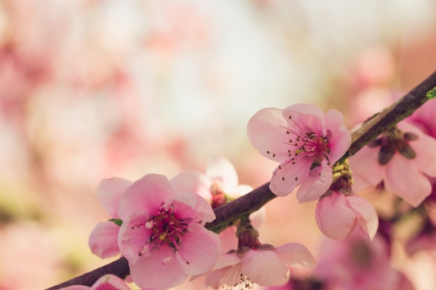 Lente boom met roze bloemen