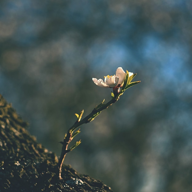 Lente boom. Mooie bloeiende amandel.