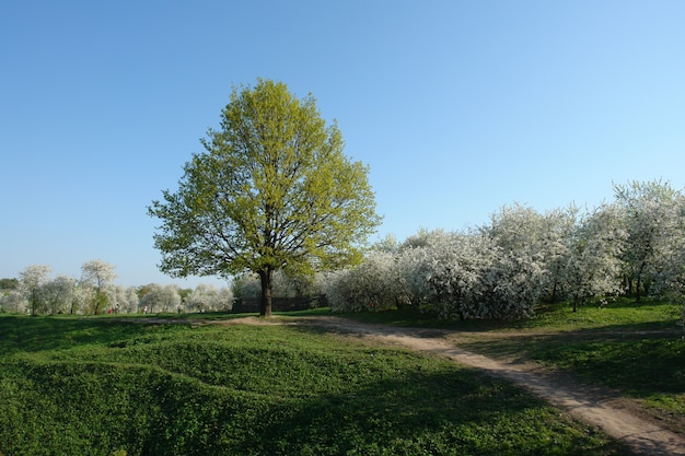 Lente boom