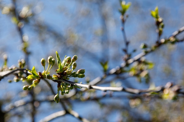 Lente boomknoppen op de tak. Natuur achtergrond.