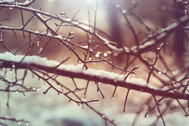 Lente boomtak met regendruppels