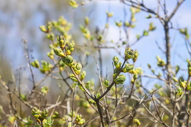 Lente boomtakken met eerste groene bladeren en toppen