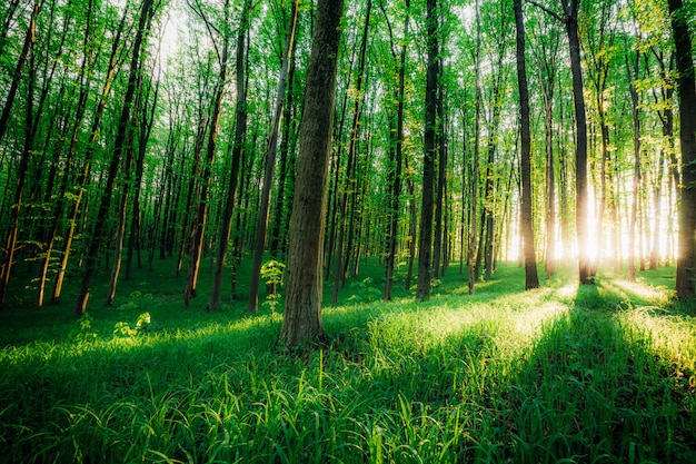 Lente bos bomen. natuur groen hout zonlicht achtergronden.