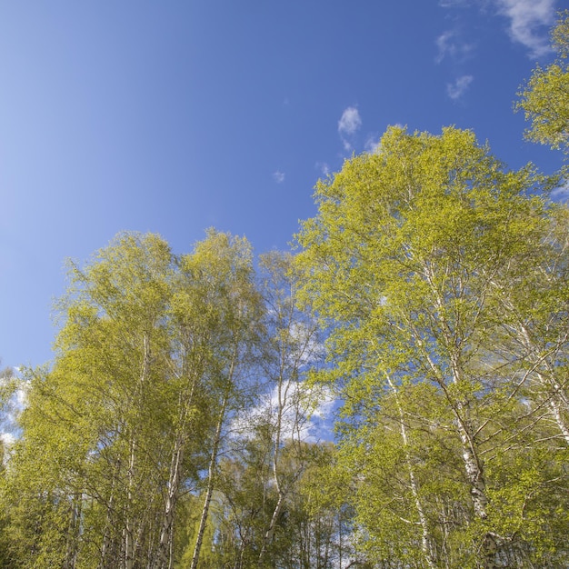 Lente bos op blauwe hemelachtergrond, kijk omhoog