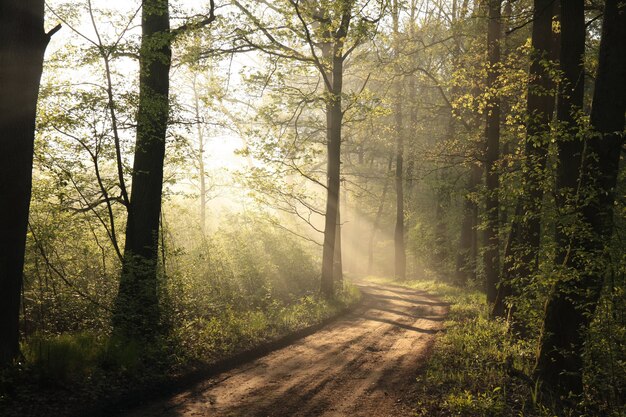 Lente bos op een mistige ochtend