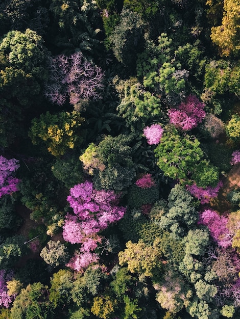 Lente bos, roze bloesem bomen en groen bos Van bovenaf in het bos