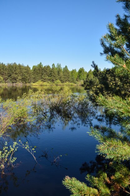 Lente boslandschap