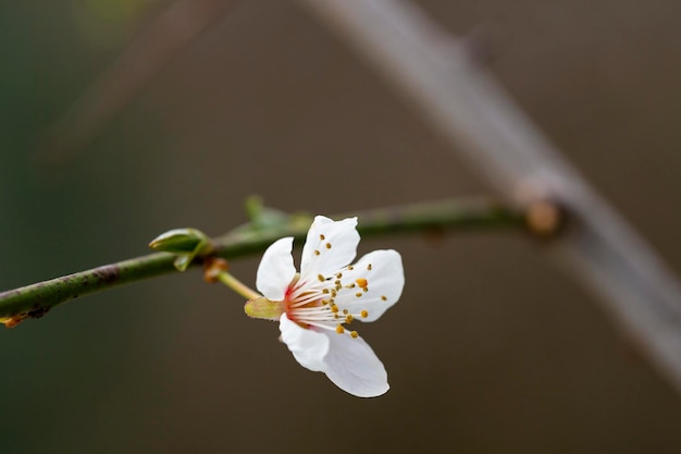 Lente close-up witte kersenbloesem lente bloem achtergrond