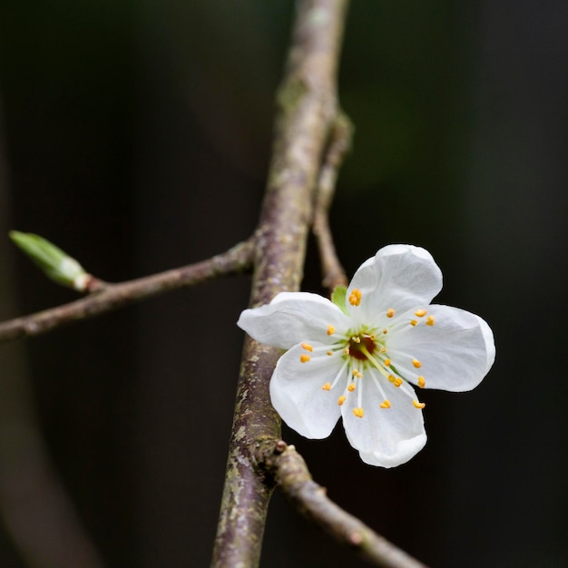 Lente close-up witte kersenbloesem lente bloem achtergrond