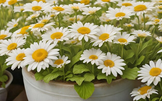 Lente daisy bloemen bloeien op potten