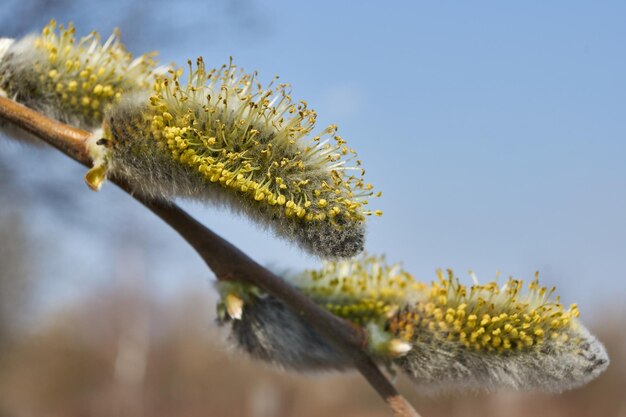 Lente. De wilg (lat. Salix) bloeit, de oorbellen - bloeiwijzen zijn tot bloei gekomen.